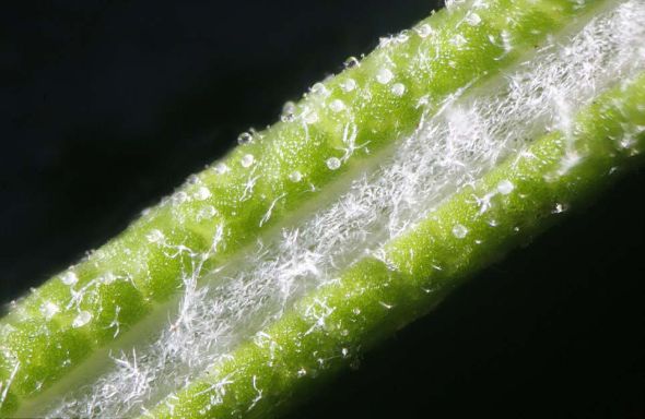 放大125倍的迷迭香。格林伯格的顯微照片揭示出日常食品和飲料的獨特結構