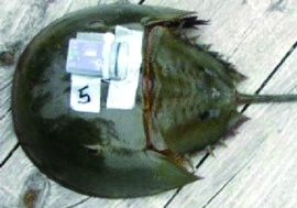 &ldquo;被獻血&rdquo;的鱟會得到一些蘋果汁和動物餅干以助恢復。