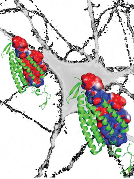 科學(xué)家建立大腦&ldquo;開關(guān)&rdquo;利用光脈沖有效關(guān)閉神經(jīng)活動