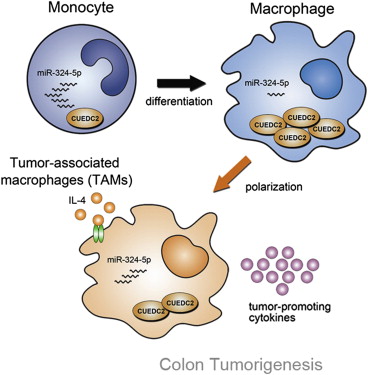 中國學(xué)者在Cell子刊揭示巨噬細(xì)胞如何導(dǎo)致結(jié)腸癌形成