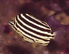 JBC：蘇州大學利用TALEN技術(shù)研究斑馬魚生物鐘