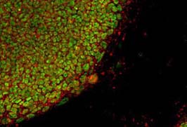Lonza L7?人多功能干細胞培養系統